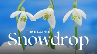 Timelapse Watch Delicate Snowdrops Bloom  First Sign of Spring [upl. by Eniledgam]