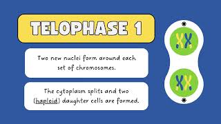 meiosis and its phasesA deep dive  meiosis class 9  meiosis and mitosis [upl. by Ahsenat]