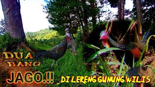 Berburu Ayam Hutan di kebun Jagung‼️ Seruuupoinsakumbruk [upl. by Audly345]