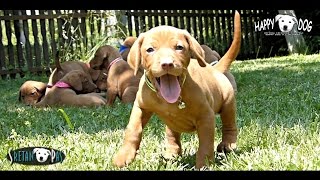 MAĐARSKA VIŽLA  štenciHungarian Vizsla PuppiesMagyar Vizsla Welpen 8 [upl. by Euginimod]