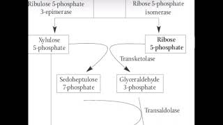 Pentose phosphate pathway [upl. by Bascio183]