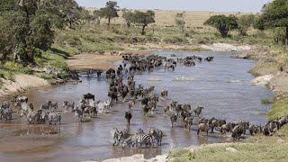 A Neverending Crossing That Looks Like a Pool Party The Sand River Wildebeest Migration [upl. by Naasar598]