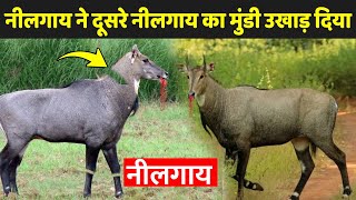 नीलगाय के बारे में जानकारी  Facts About Nilgai  Nilgai Ke Bare Mein Jankari [upl. by Calise]