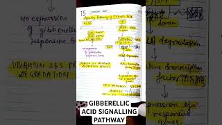 GIBBERELLIC ACID SIGNALLING PATHWAY CSIR LIFE SCIENCES BIOLOGYbiology csirnet gibbrellin msc [upl. by Ahseneuq]