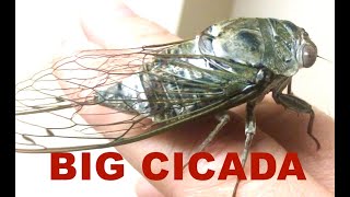 Megatibicen auletes cicada Largest cicada in North America 2020 Manchester NJ [upl. by Townsend]