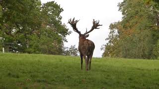 Red Deer Stag Rutting [upl. by Marbut]