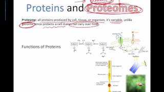 Proteins and Proteomes IB Bio 2015 [upl. by Nnor169]