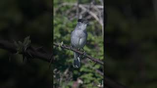 LE CHANT DE LA FAUVETTE À TÊTE NOIRE  BLACKCAP SINGING [upl. by Aloz]