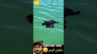 batman sea its a black sea rabbit  aplysia fasciata  أرنب أسود يعيش في البحر animals shorts [upl. by Annayd]