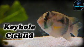 Keyhole Cichlid  Care Guide amp Species Profile [upl. by Adaj]