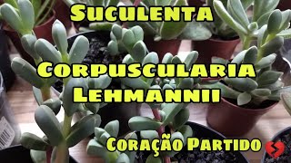 Suculenta Corpuscularia Lehmannii  Coração Partido [upl. by Lunsford]