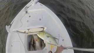 How to catch Jack Crevalle  The easy way [upl. by Elatsyrc299]