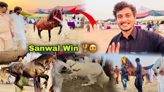 Sanwal Ghordy Nay Mela Jeet Leya 😍🐴  Horse Dance Mela Luddan 📍 [upl. by Weywadt680]