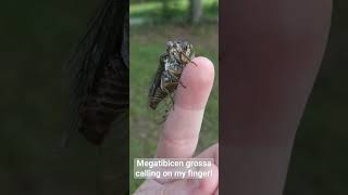 Megatibicen grossa cicada calling on my finger So adorable Cicada Inverts ElFattoFarto [upl. by Bowlds]