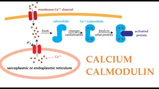 Calcium and Calmodulin complex and CaM KinaseII Activation Protein Kinase C Part 2 [upl. by Regan]