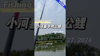 小河喜中鸡公鲤 fishing china 钓鱼 outdoors 釣魚 武汉 [upl. by Scutt]