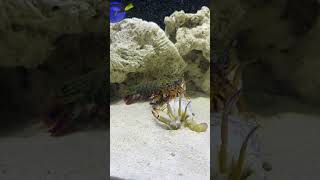 Where is the peacock mantis shrimp in the food mantisshrimp saltwatertank fyp saltwateraquarium [upl. by Danni]