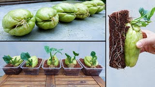 How to propagate chayote from fruit bought at the supermarket [upl. by Leerzej]