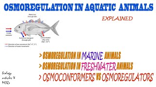 Osmoregulation in aquatic animals  Osmoconformers vs Osmoregulators  BIOLOGY ARTICLES AND MCQS [upl. by Yra224]