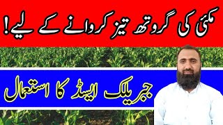 How to Use Gibberellic Acid in Autumn Maize  Bilal Kanju Official [upl. by Yecaw]