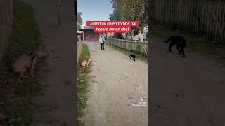 Quand un chien tombe par hasard sur un chat bruxelles belgique chat chien cat dog fight [upl. by Eenahs]