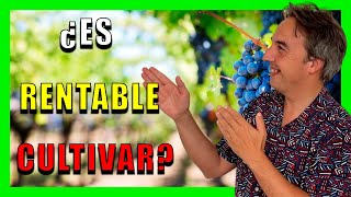 🚜Cultivos RENTABLES 🍎 ¿Cuál es el cultivo más rentable [upl. by Marietta917]