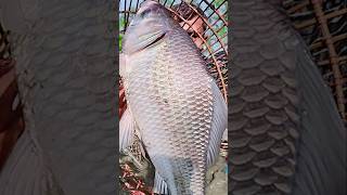 Asian Country Fishing shorts  Amazing Rural Fishing Video 🐟 Best Asian Fishing Technique shorts [upl. by Aynatan]