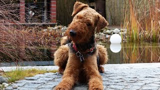 Airedale Terriers Skin Care Tips for Keeping Your Dog Healthy [upl. by Macswan604]