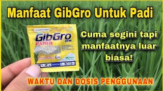 Manfaat dan Cara Penggunaan ZPT Gibgro Untuk Padi [upl. by Sussi]