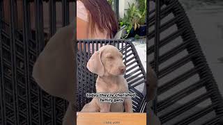 WEIMARANER 101 UNDER 60 SECONDS [upl. by Icart]