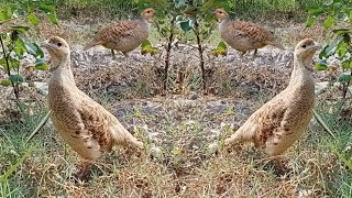 Dakhni teetar Irani teetar Teetar ki awaz Teetar sound Gray francolin voice [upl. by Oletha]