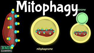 Mitophagy  Mitochondrial Autophagy  Types Of Autophagy [upl. by Nealey]