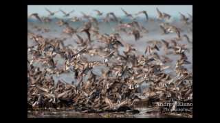 Nova Scotia Shorebirds Semipalmated Sandpipers [upl. by Obau]