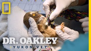 Owlet Gets Help From Dr Oakley  Dr Oakley Yukon Vet [upl. by Naziaf]