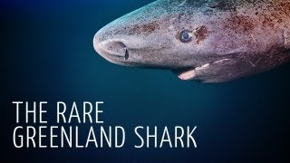 Rare Encounter with Greenland Shark  Adam Ravetch [upl. by Bone]