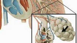 How the Body Works  The Respiratory System [upl. by Adekam]