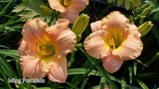 Taglilien  Hemerocallis HD [upl. by Oecile]