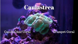 Caulastrea Candy Cane Coral [upl. by Trinatte]