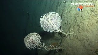 Stalked Crinoids Dominica  Chapman Expeditions [upl. by Ennaitsirk]