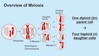 Meiosis and Gametogenesis Spermatogenesis and Oogenesis [upl. by Harrus]