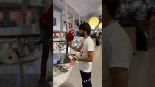 Green wing macaw 🥹 emporium mall lahore [upl. by Gonzales]