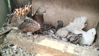 Unique Color Fantails From Cross Breeding  Fantail Pigeons Breeding [upl. by Steffy]