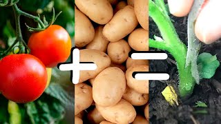 Grafting Tomato onto Potato Rootstock  How Easy Is It [upl. by Annaiek]