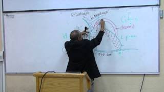 Anatomy 19th lec Dr Wagih  pt2 [upl. by Yelnet]