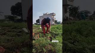 Carrot farm in maharashtra organicfarm food health villagelife travel [upl. by Ellehsim]