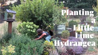 Planting a Gorgeous Little Lime Hydrangea and Prepping the Space [upl. by Andromede]