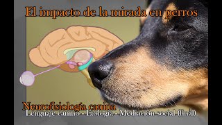 Neurología canina etología final del vídeo 3 de mediación social [upl. by Ococ]