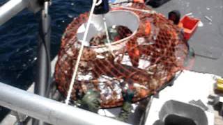 gulf snow crab fishing may 2009 [upl. by Aleihs]