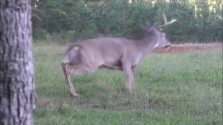 GrizzlyStik Broadhead and Arrow Performance [upl. by Mohammed]