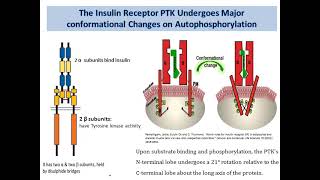 Signal transduction part 2 [upl. by Nosrej]